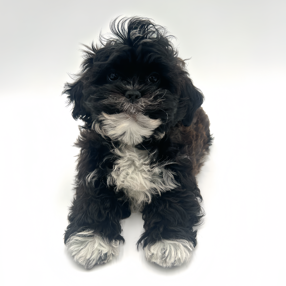 Male Shizapoo Puppy for Sale in San Antonio, TX