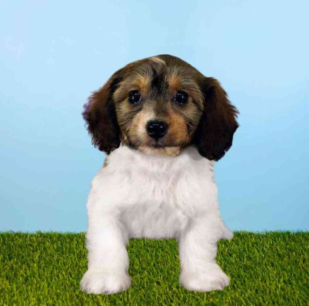 Female Bichon - Dachshund Puppy for Sale in Meridian, ID