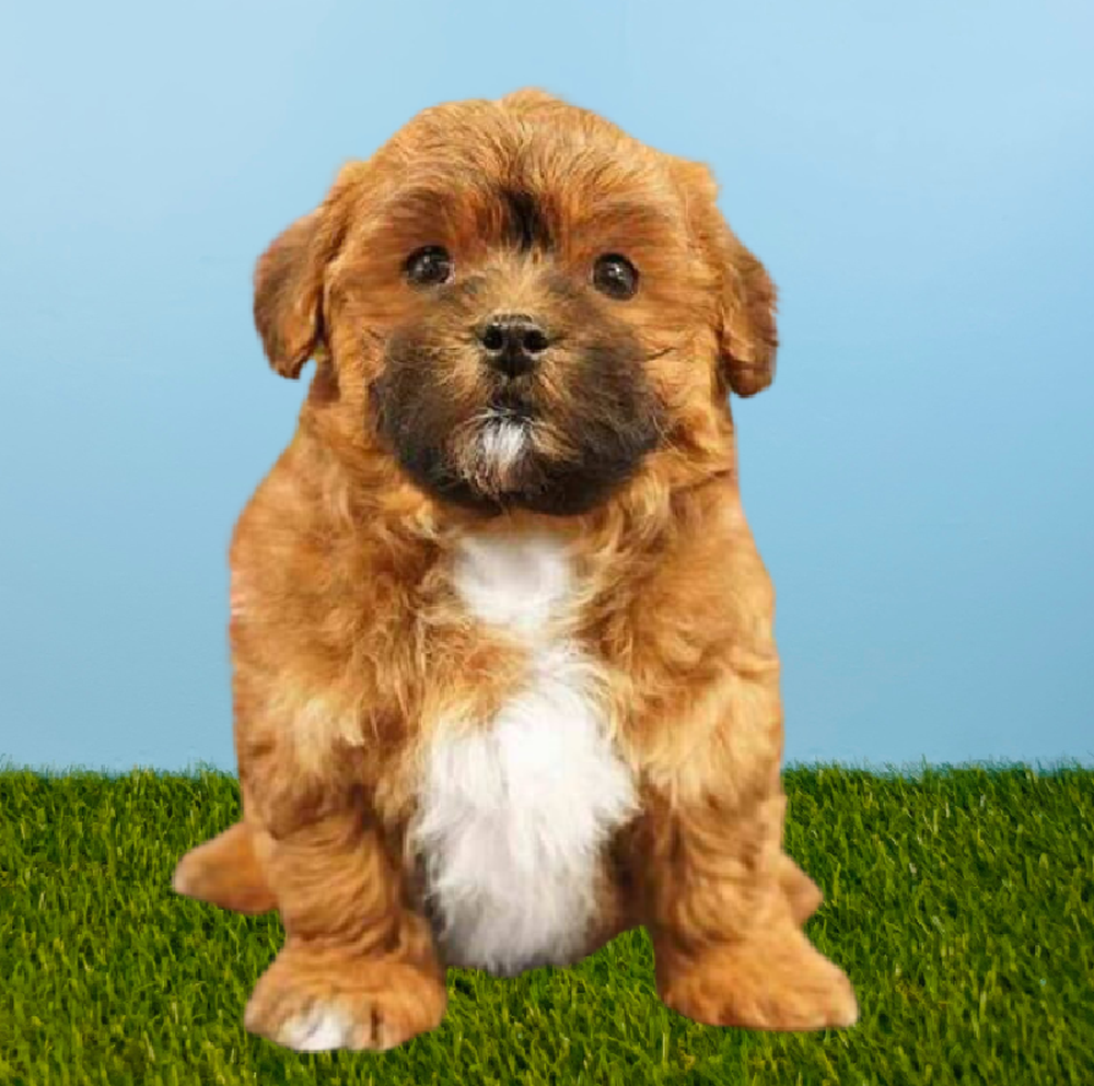 Male Shizapoo Puppy for Sale in Pasadena, TX