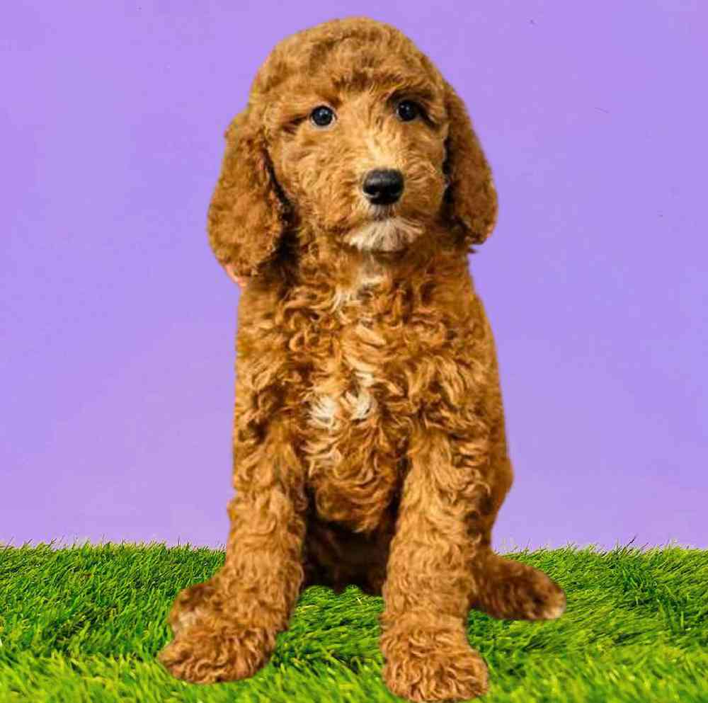 Female 2nd Gen Standard Goldendoodle Puppy for Sale in Puyallup, WA