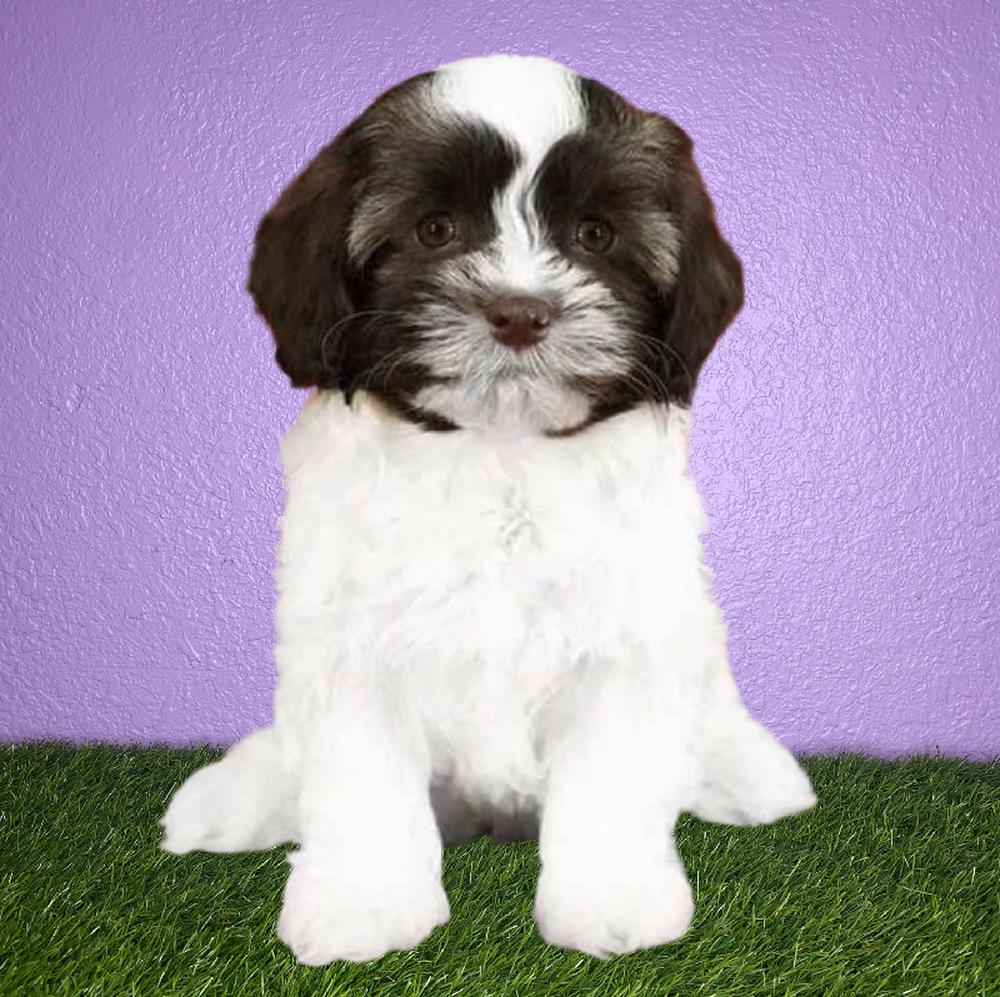 Female Havanese Puppy for Sale in New Braunfels, TX