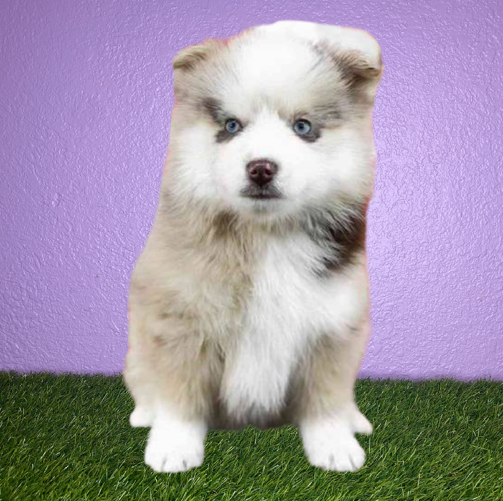 Female Pomsky Puppy for Sale in New Braunfels, TX