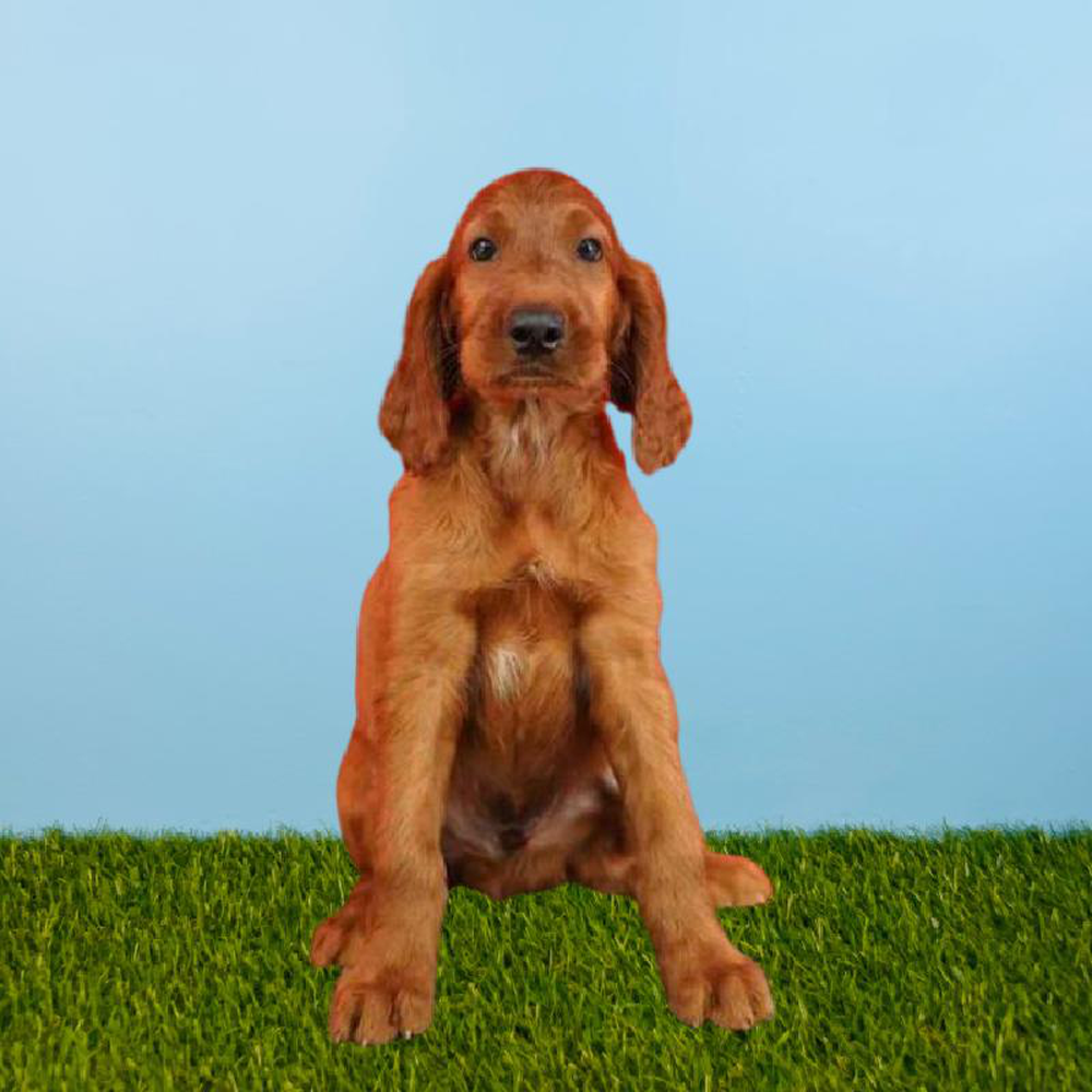 Male Irish Setter Puppy for sale