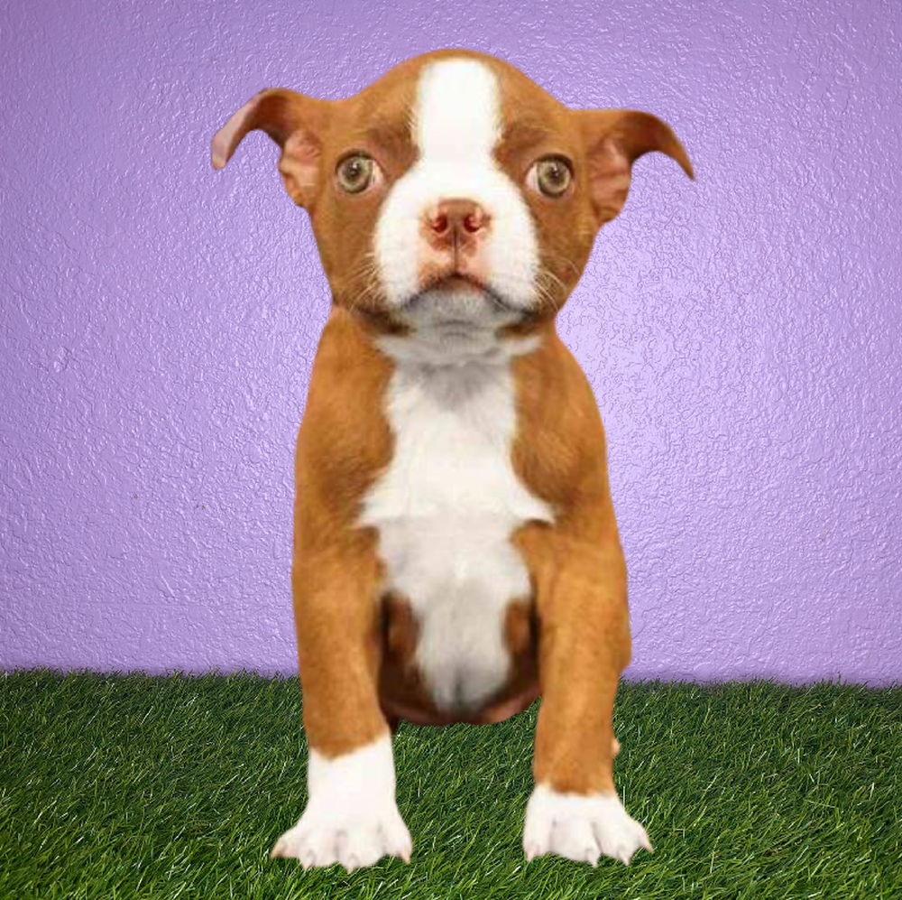 Female Boston Terrier Puppy for Sale in New Braunfels, TX