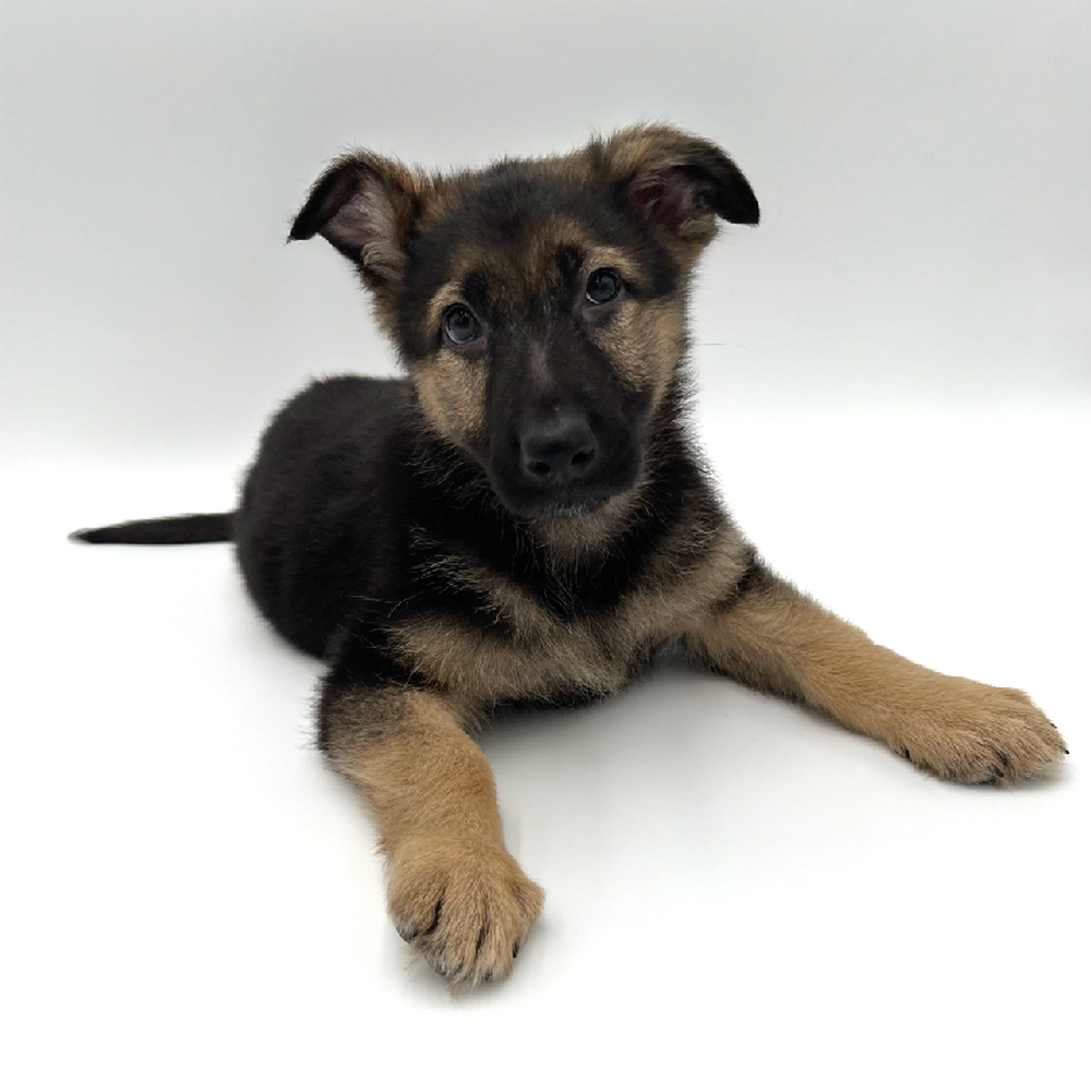 Female German Shepherd Puppy for Sale in San Antonio, TX