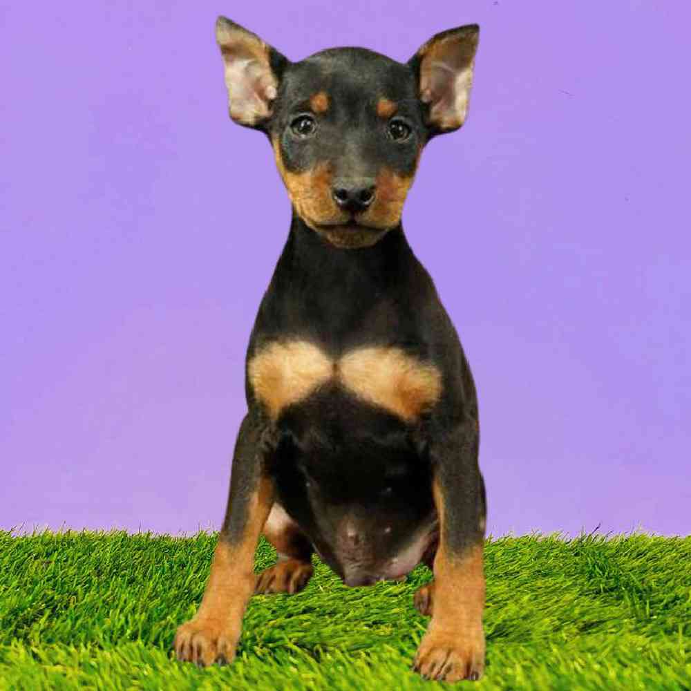 Male Min Pin Puppy for Sale in Puyallup, WA