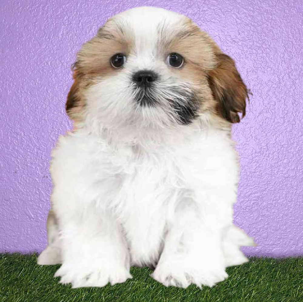 Male Havatzu Puppy for sale