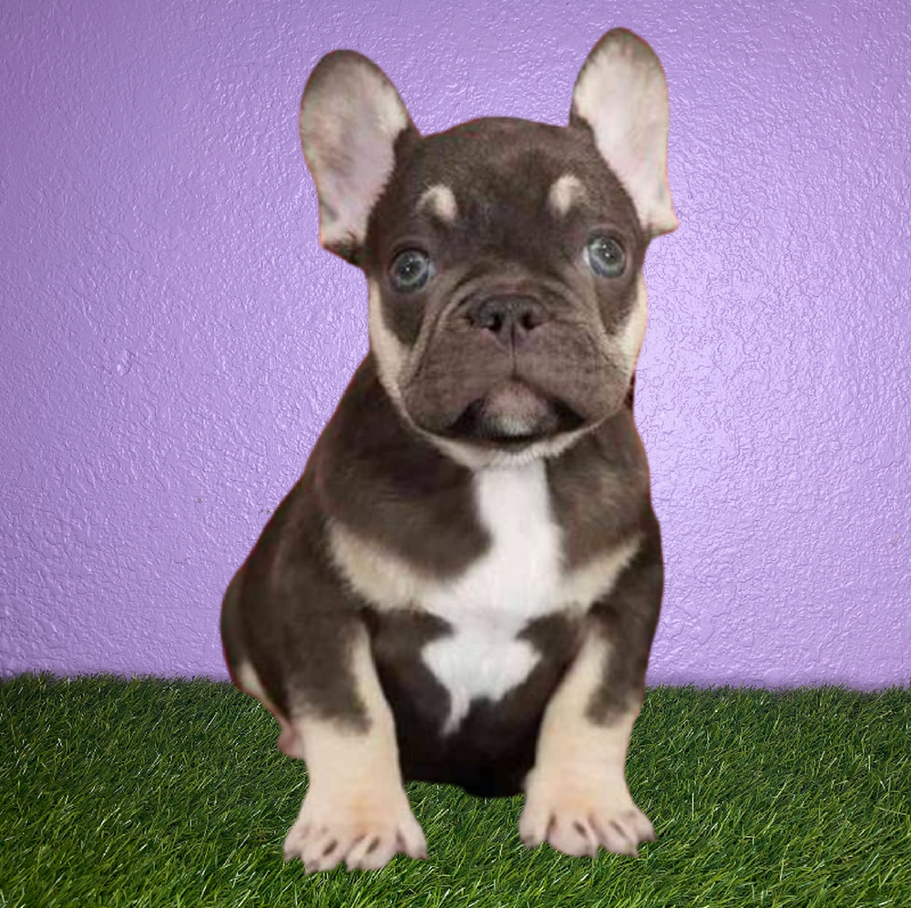Male French Bulldog Puppy for Sale in New Braunfels, TX
