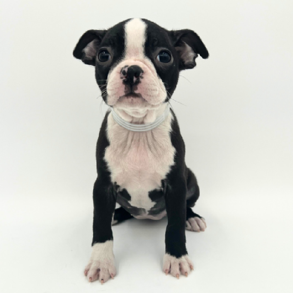 Female Boston Terrier Puppy for Sale in Marietta, GA
