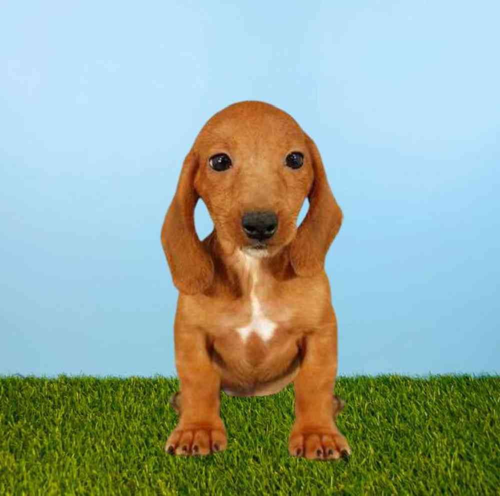 Male Dachshund Puppy for Sale in Meridian, ID