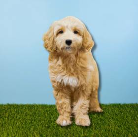 2nd Gen Mini Goldendoodle