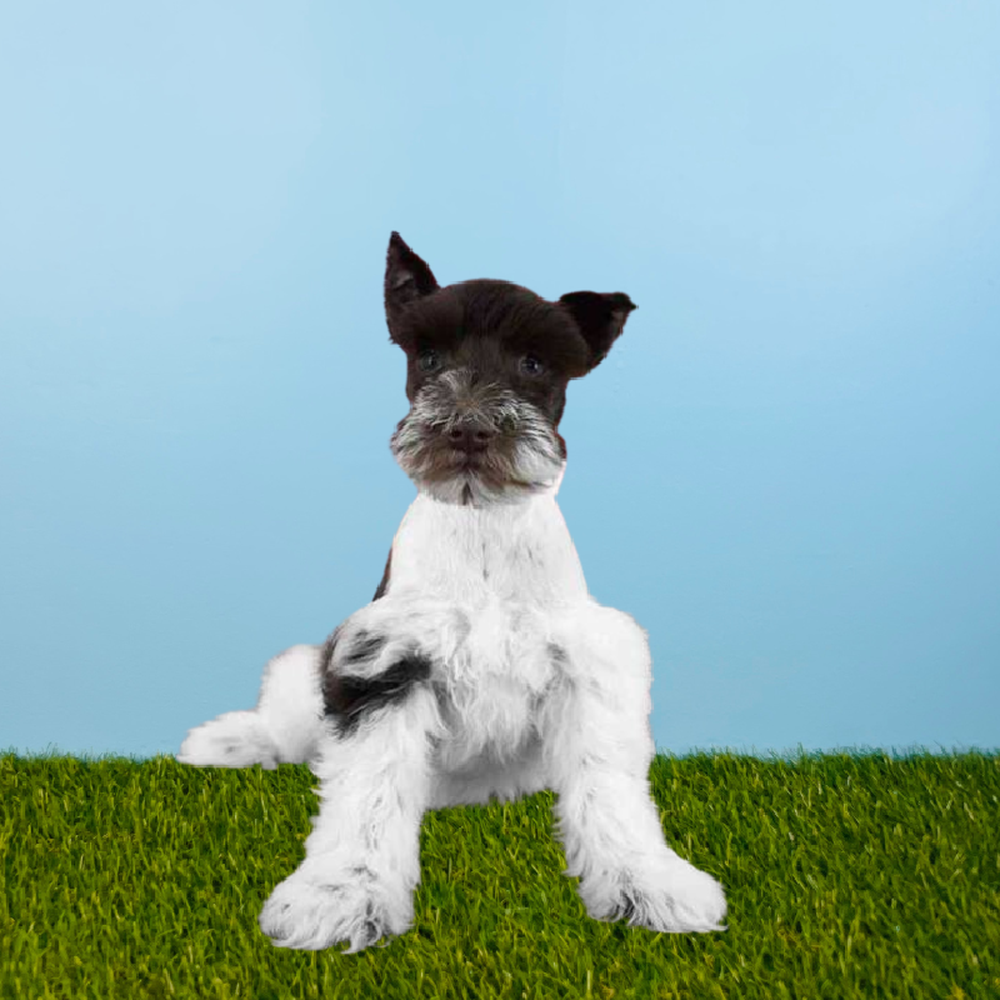 Female Mini Schnauzer Puppy for Sale in Pasadena, TX