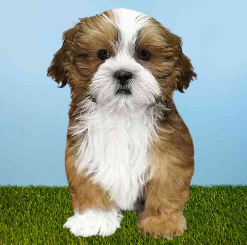 Male Lhasa Apso Puppy for sale