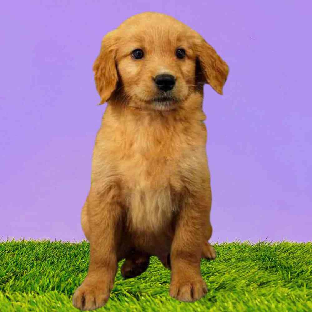 Male Golden Retriever Puppy for Sale in Puyallup, WA