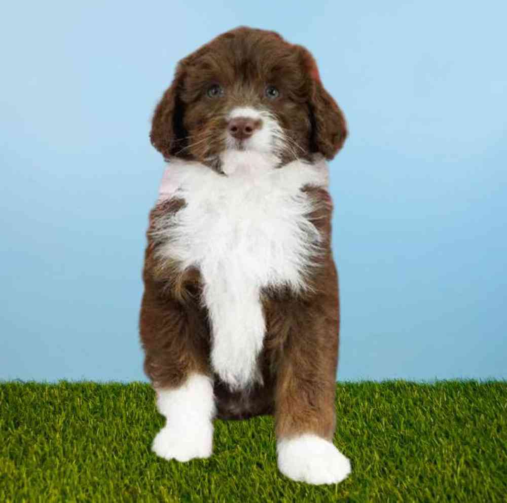 Female Mini Aussiedoodle F2 Puppy for Sale in Meridian, ID