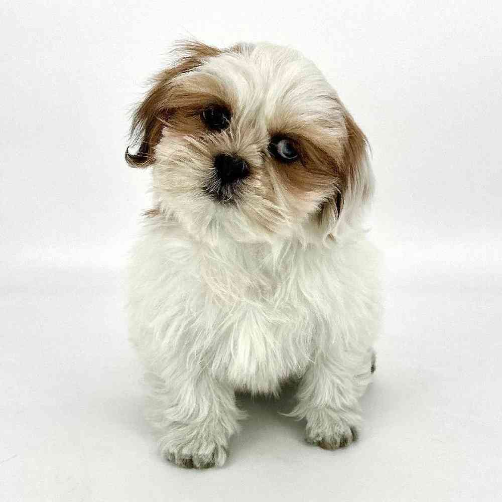 Male Lhasa Apso Puppy for Sale in Tolleson, AZ