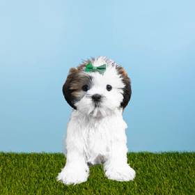 Shih Tzu