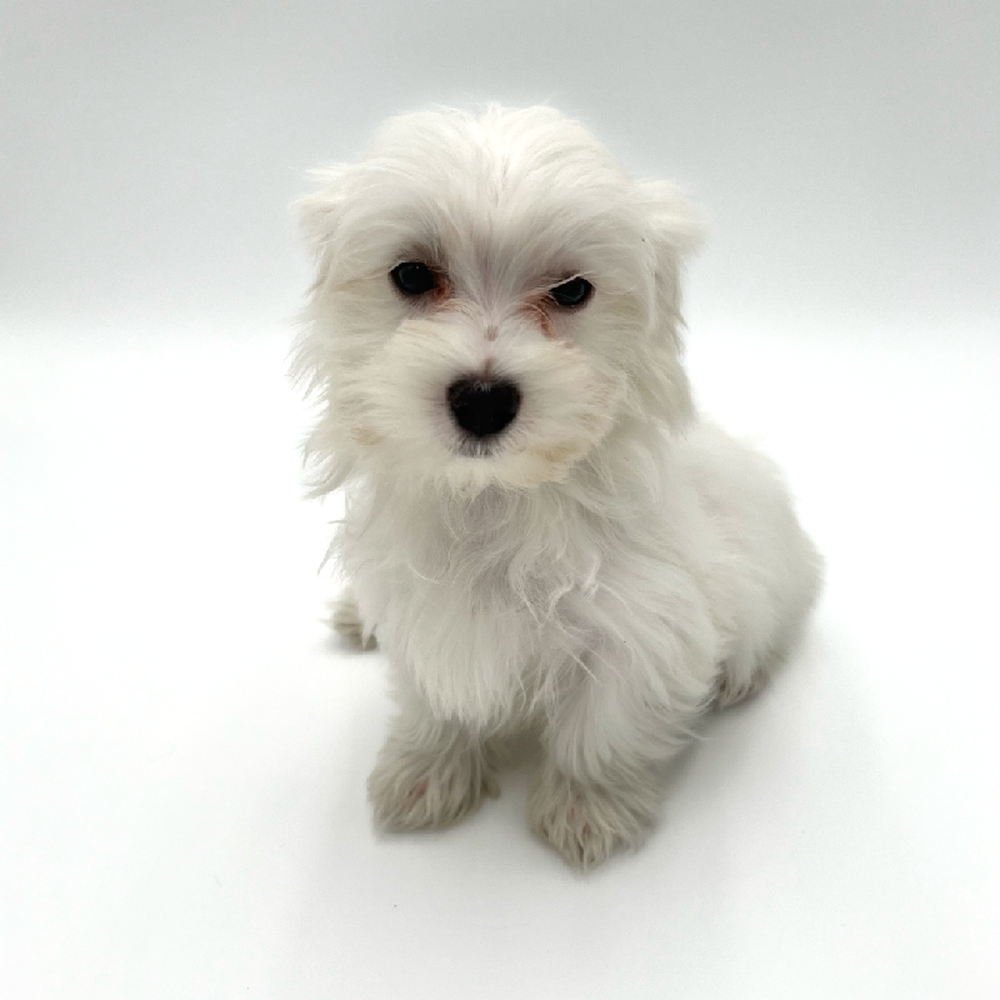 Male Maltese Puppy for Sale in San Antonio, TX