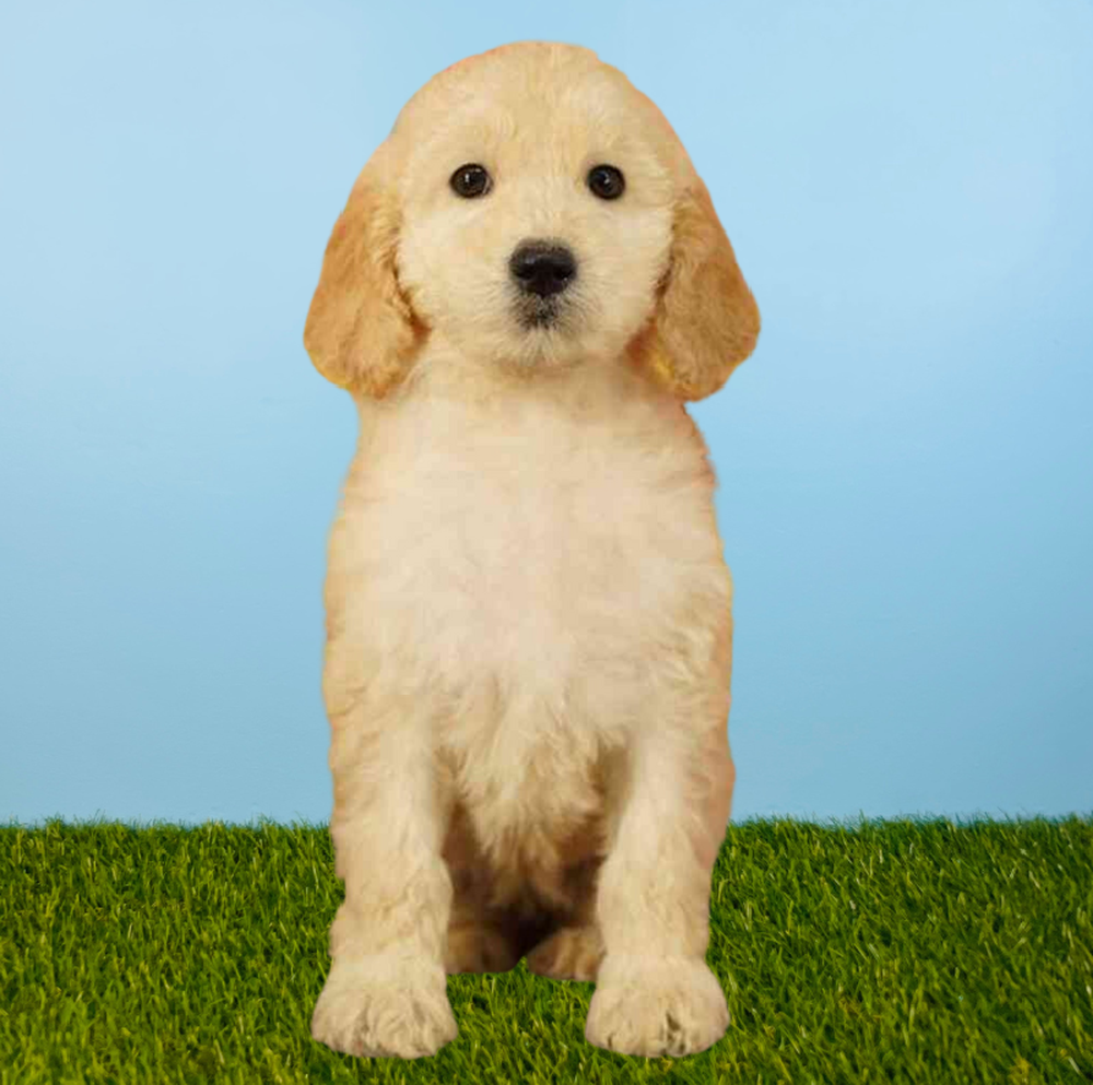 Female 2nd Gen Standard Goldendoodle Puppy for Sale in Tolleson, AZ