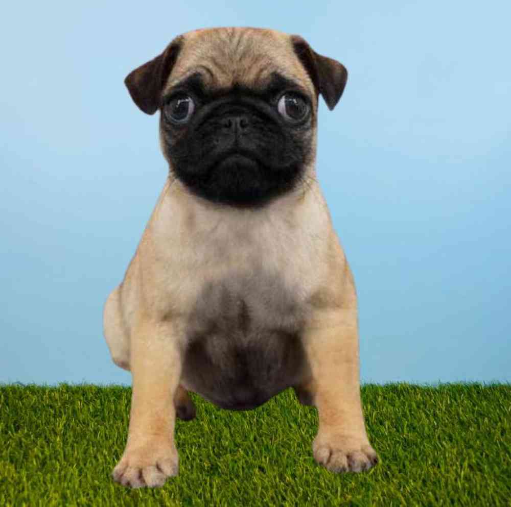 Male Pug Puppy for Sale in New Braunfels, TX