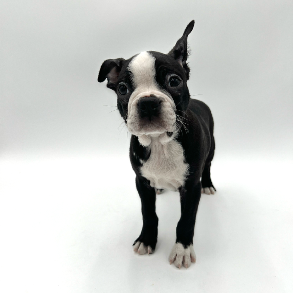 Male Boston Terrier Puppy for Sale in San Antonio, TX