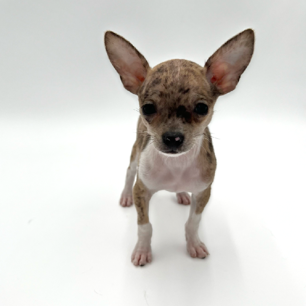Female Chihuahua Puppy for Sale in San Antonio, TX