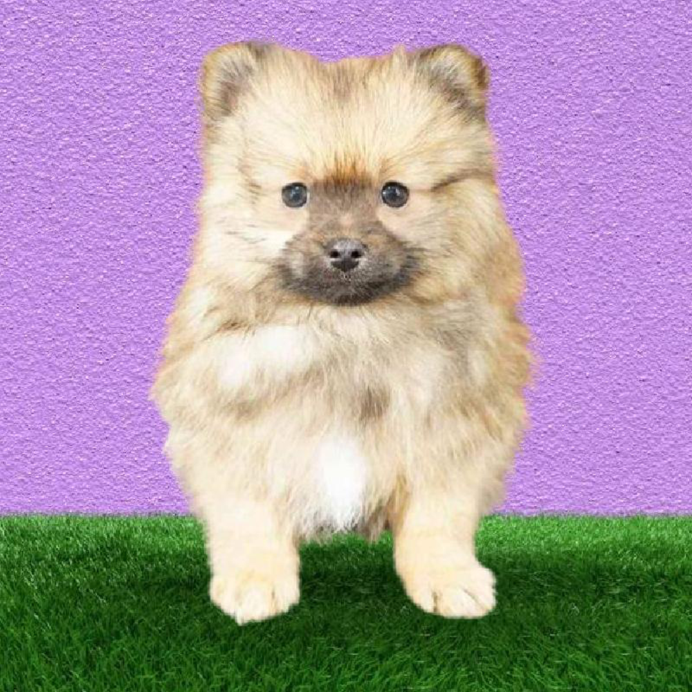 Male Pomeranian Puppy for sale