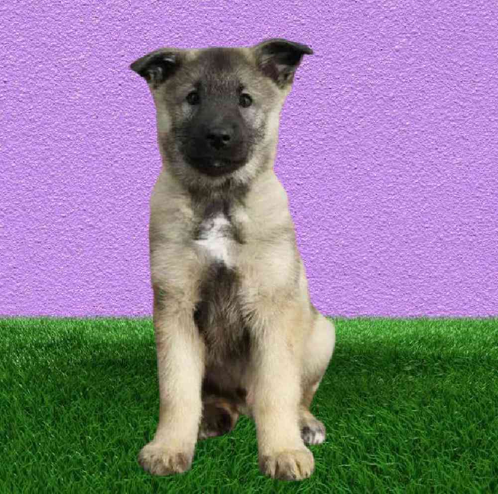Male Norwegian Elkhound Puppy for Sale in Puyallup, WA