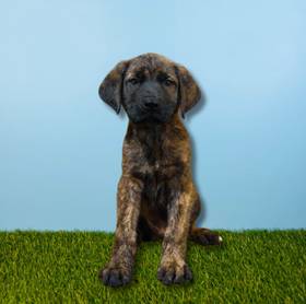 English Mastiff