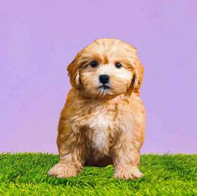 Shizapoo