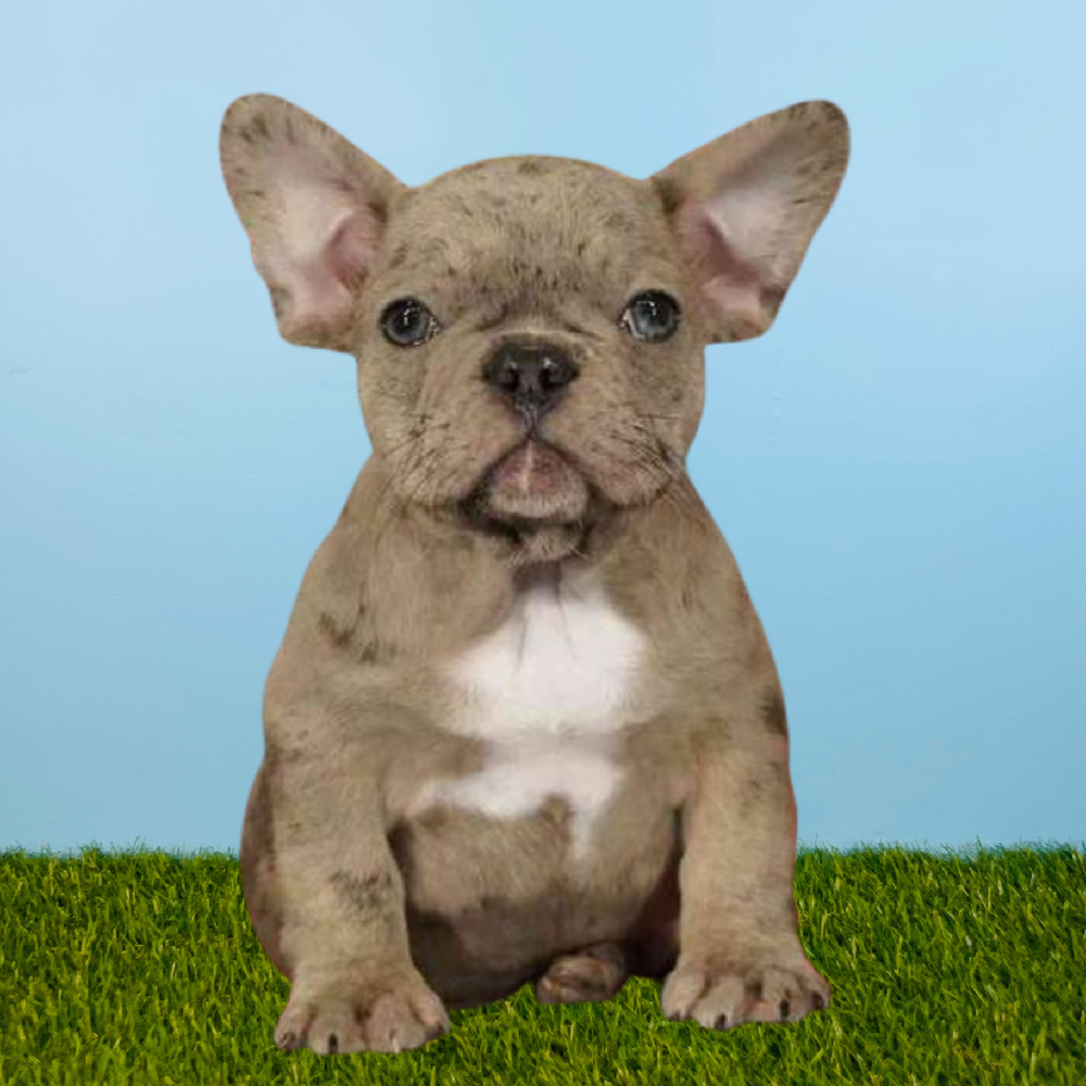 Male French Bulldog Puppy for Sale in Meridian, ID