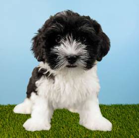 Havanese
