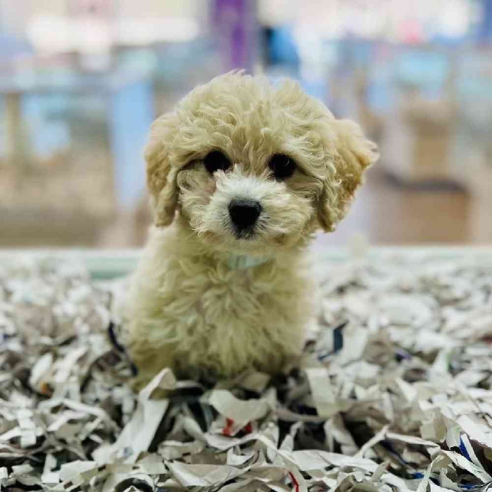 Female Bichapoo Puppy for Sale in Marietta, GA