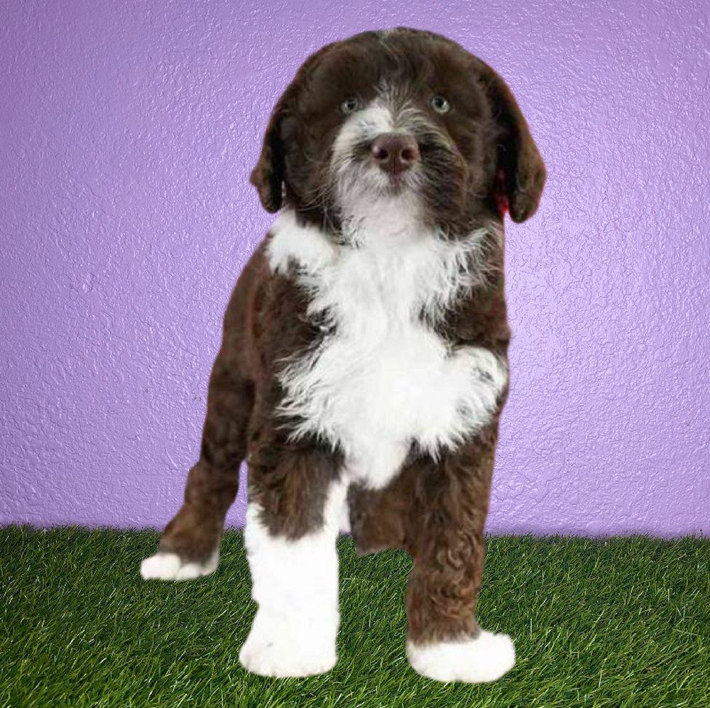 Male Mini Aussiedoodle F2 Puppy for Sale in New Braunfels, TX