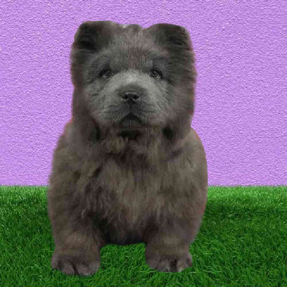 Male Chow Chow Puppy for Sale in Puyallup, WA