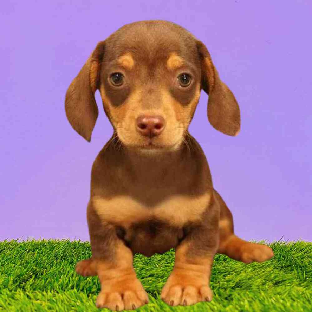 Male Dachshund Puppy for Sale in Puyallup, WA
