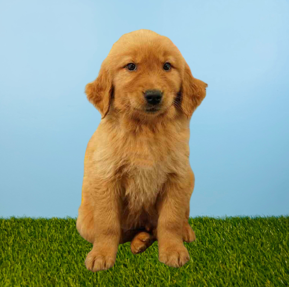Male Golden Retriever Puppy for Sale in Tolleson, AZ
