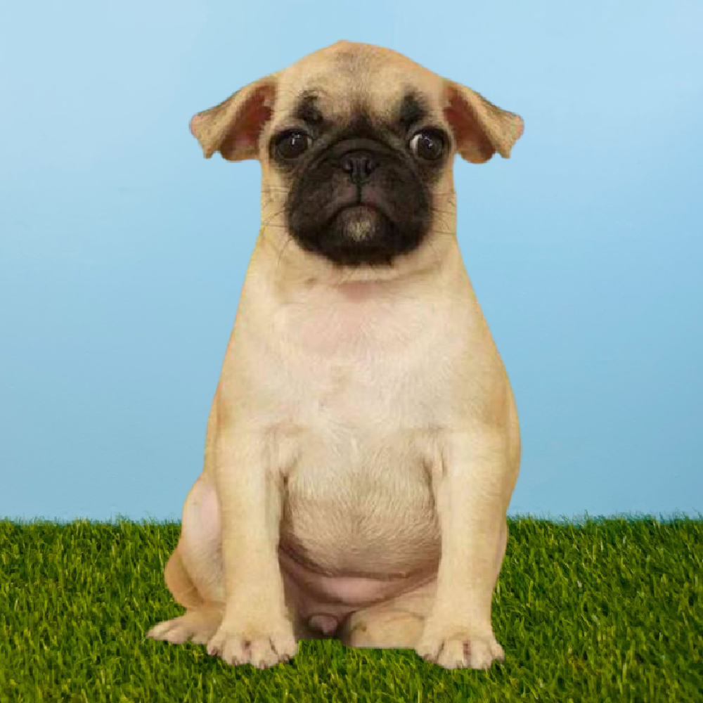 Female Pug Puppy for Sale in Pasadena, TX