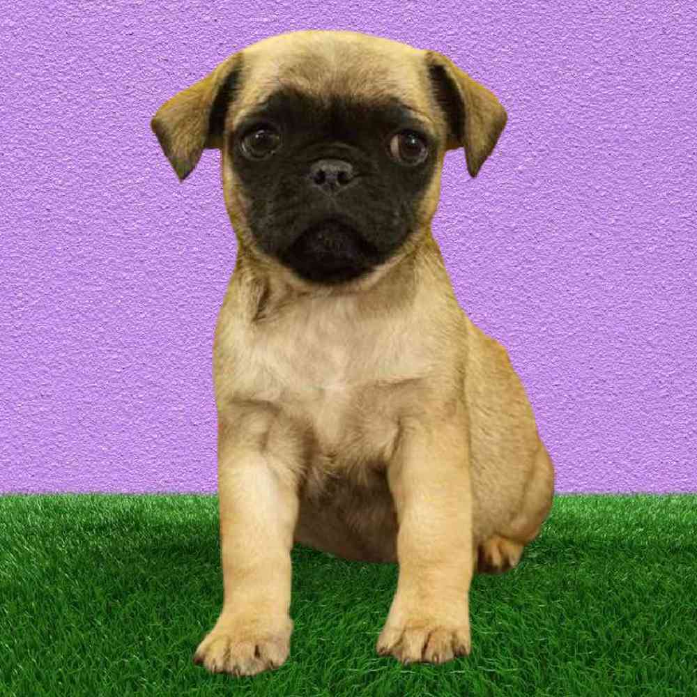 Male Pug Puppy for Sale in Puyallup, WA