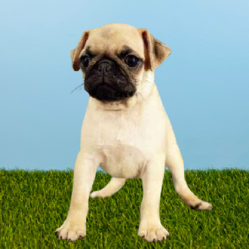 Male Pug Puppy for Sale in Pasadena, TX