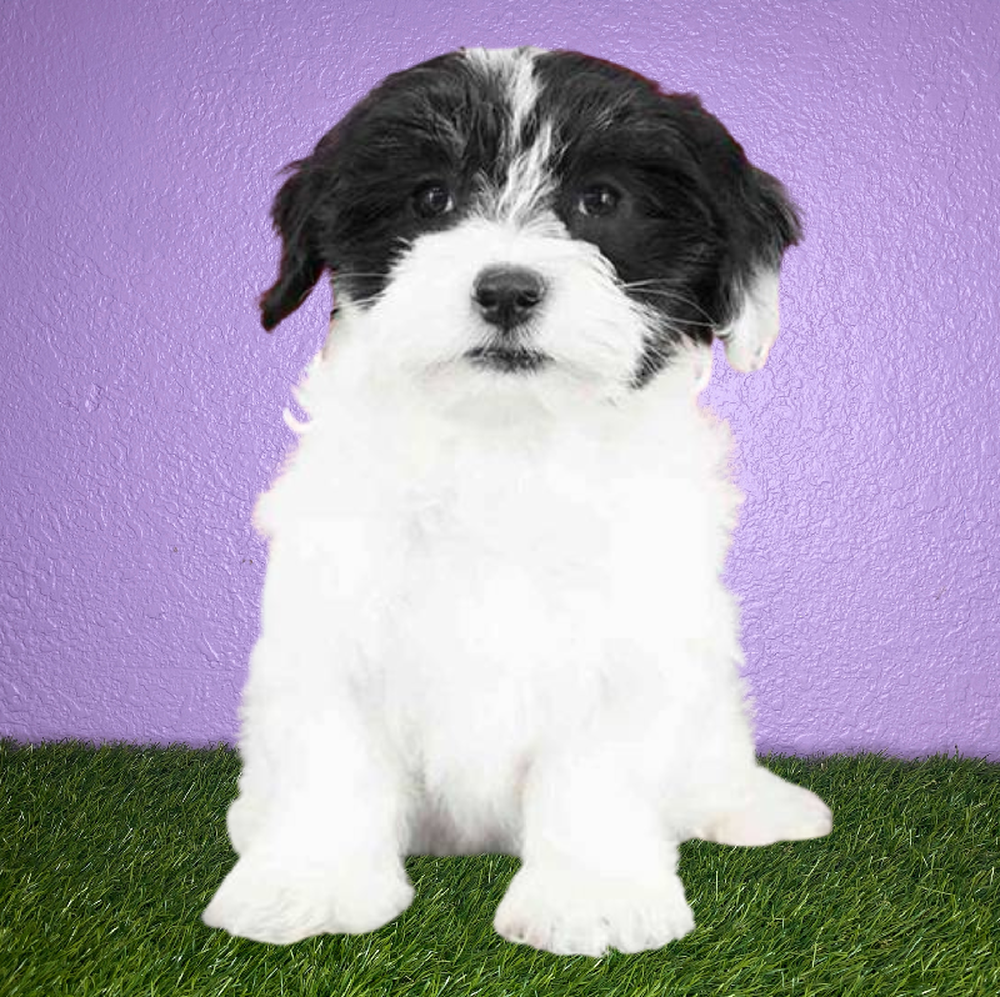 Female Coton De Tulear Puppy for Sale in New Braunfels, TX