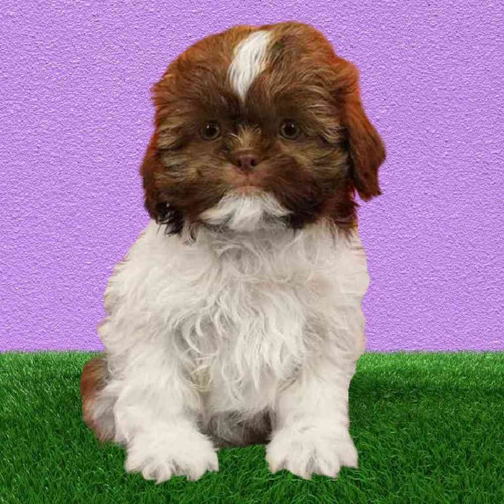Male Shih Tzu Puppy for Sale in Puyallup, WA