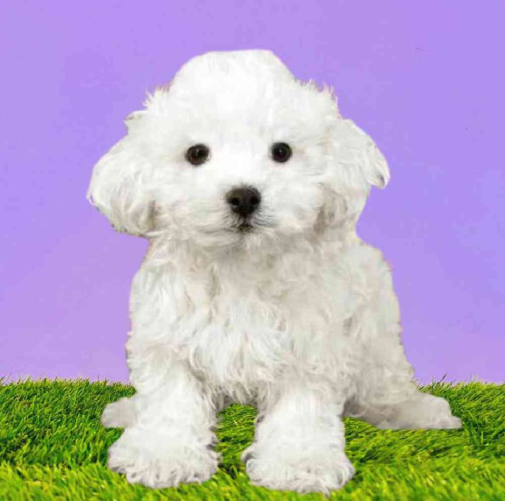 Male Bichon Puppy for Sale in Puyallup, WA