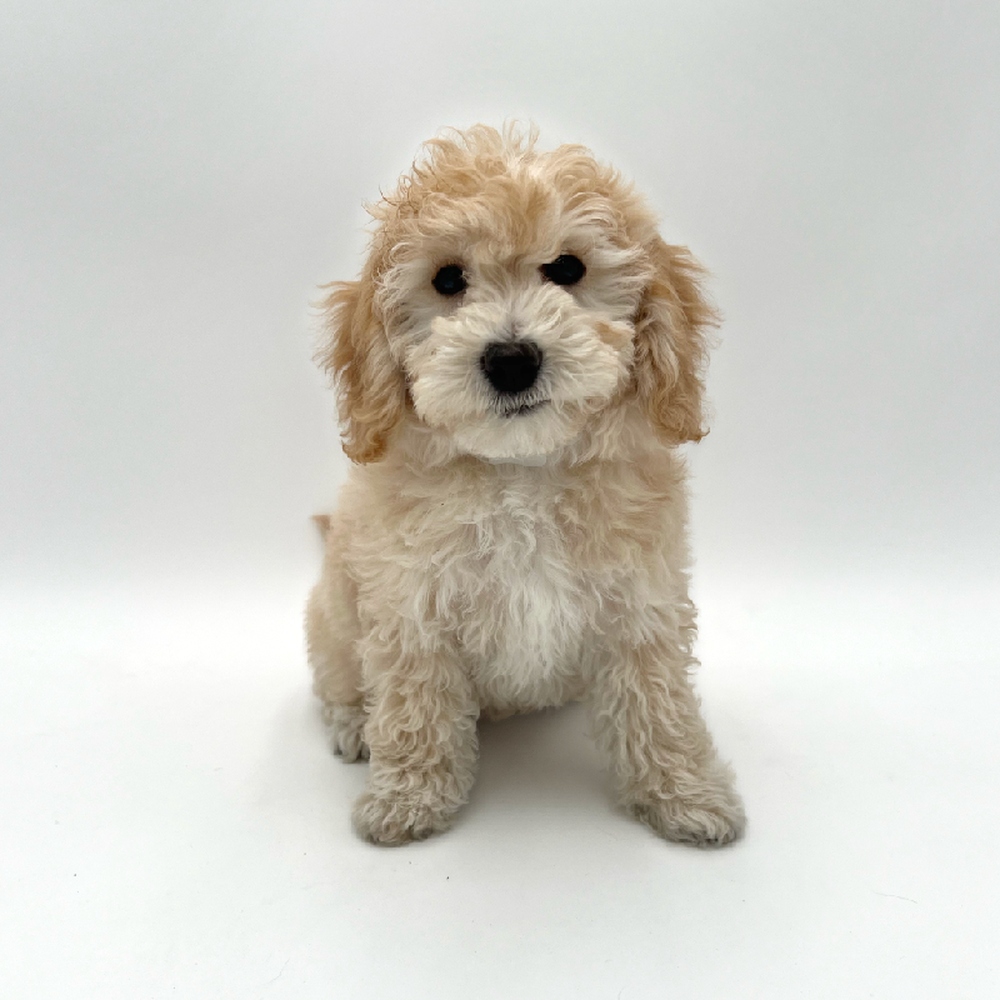 Female Bichapoo Puppy for Sale in San Antonio, TX