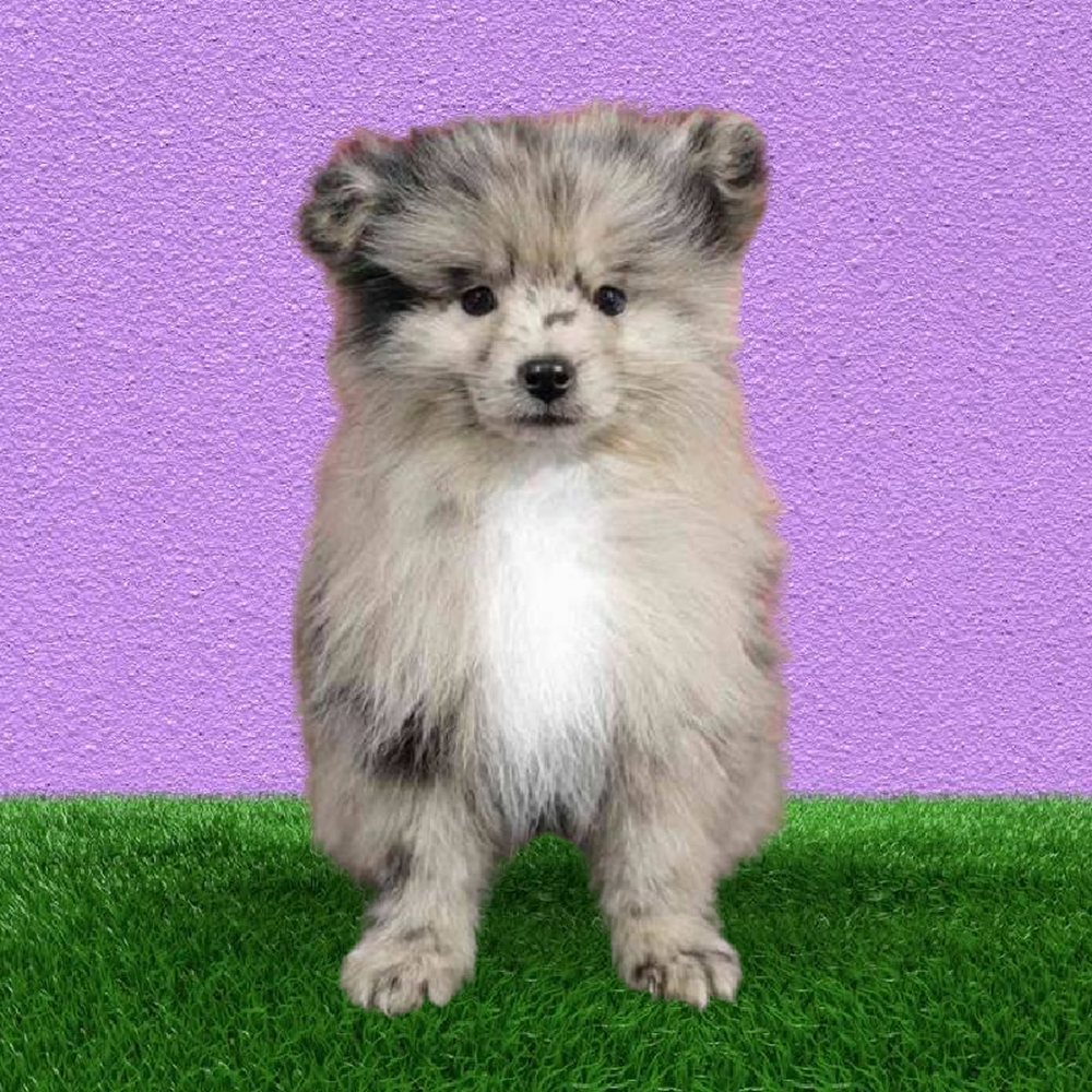 Male Pomeranian Puppy for Sale in Puyallup, WA