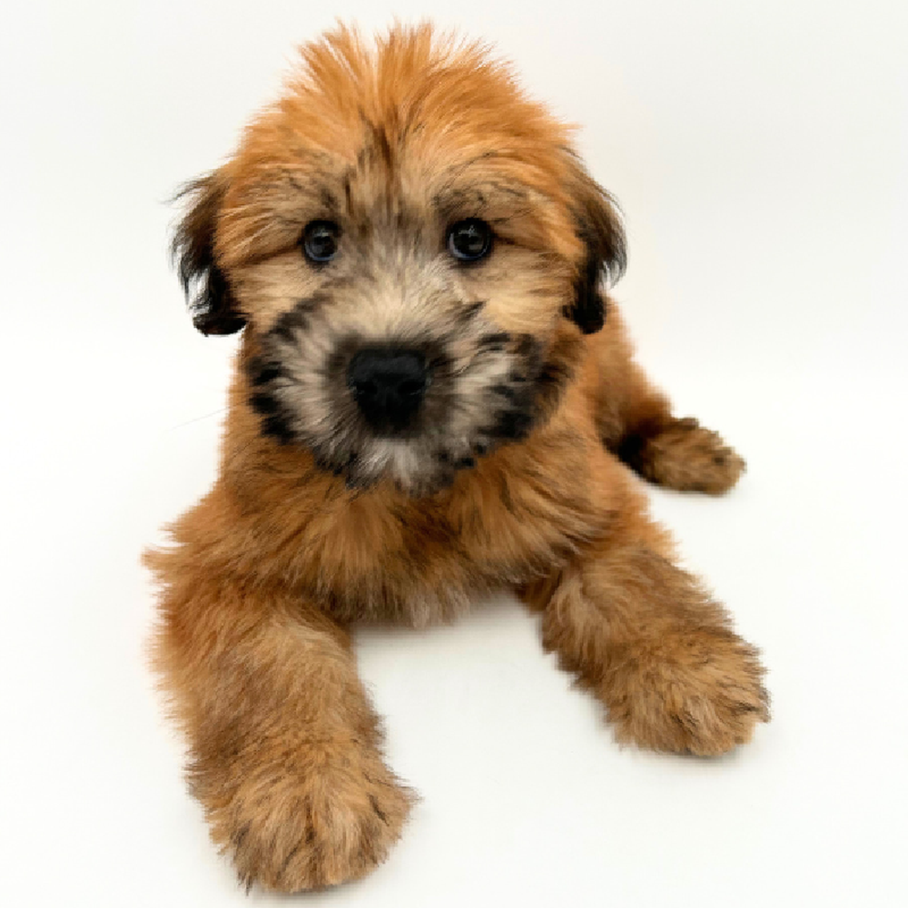 Male Soft Coated Wheaten Terrier Puppy for Sale in Marietta, GA