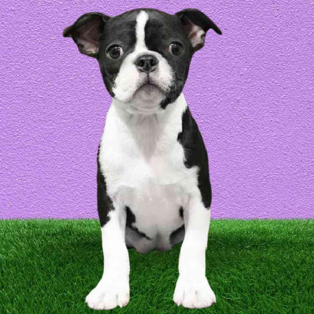 Female Boston Terrier Puppy for Sale in Puyallup, WA