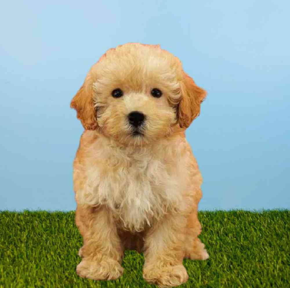 Male Bichapoo Puppy for sale
