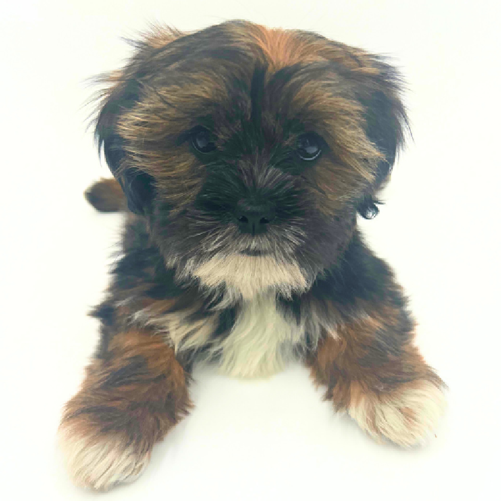 Female Lhasa Apso Puppy for Sale in Marietta, GA