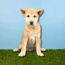 Shiba Inu